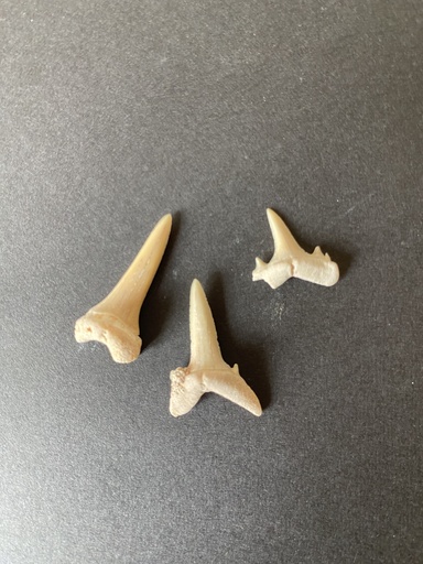 [S60459] Dent de requin (lot de 8)