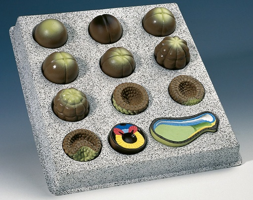 [023030-S60154] Développement embryonnaire chez la grenouille 12 stades