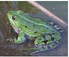 [028006-D66419] Grenouille mâle congelée