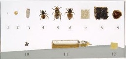[S66430] Inclusion cycle de l'abeille