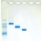 [S65792] Kit détermination des protéines