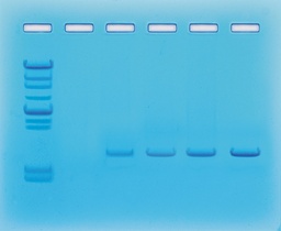 [S68515] Kit expérimentation amplification de l'ADN par PCR