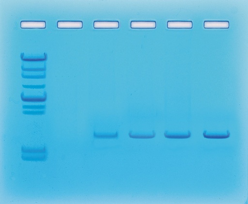 [S68515] Kit expérimentation amplification de l'ADN par PCR