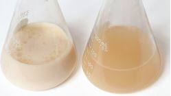[910139-S67610] Kit expérimentation biorestauration oleoreductrices