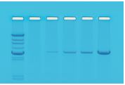 [S65791] Kit PCR réaction par polymérase