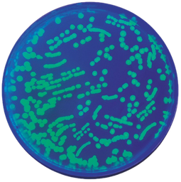 [S67628] Kit transformation d'Escherichia coli avec la GFP