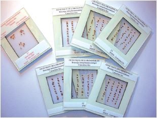 [S65671] Maxi-collection dihybridisme back cross caractères liés