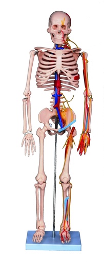 [020074-S68419] Mini squelette avec nerfs et vaisseaux sanguins