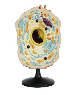 [S57876] Modèle cellule animale 30x20x51 cm