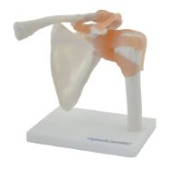 [S68440] Modèle d'articulation épaule avec ligaments