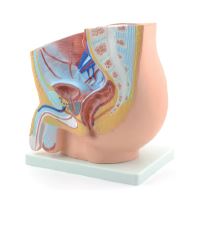 [020054-S68483] Modèle de bassin masculin