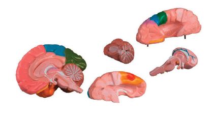 [S68451] Modèle de cerveau en 5 parties