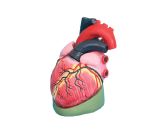[020023-S01385] Modèle de cœur humain taille réelle x3