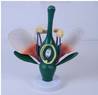 [S57897] Modèle de fleur de pêcher