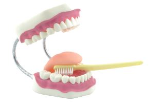 [S68459] Modèle de soins dentaires