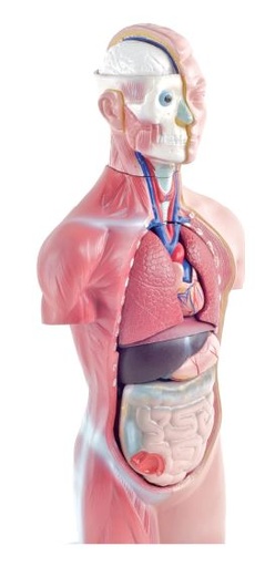 [S68443] Modèle de torse sur socle en plastique 12 pièces