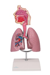 [S68472] Modèle du système respiratoire 1/2 taille naturelle