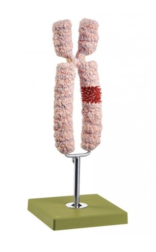 [S64398] Modèle géant de chromosome