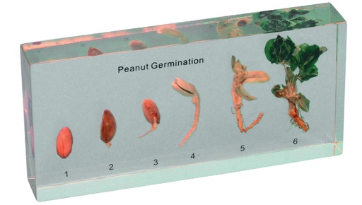 [020049-S01378] Modèle germination d'une arachide en inclusion