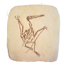 [S69731] Moulage de ptérodactyle