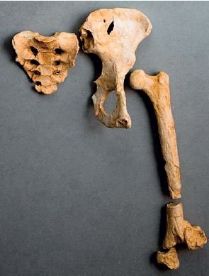 [S69709] Moulage os de Lucy