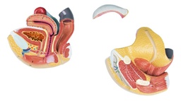 [S68486] Organes génitaux femelles en 4 parties