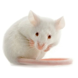 [D66401] Souris adulte femelle congelée