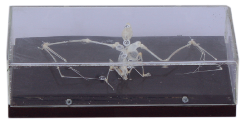 [S58785] Squelette de chauve-souris