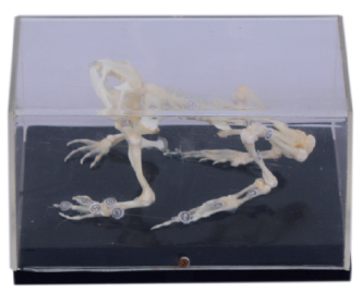 [S58784] Squelette de grenouille