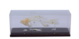 [S58781] Squelette de poisson
