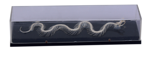 [S58783] Squelette de serpent