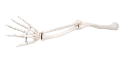 [S58915] Squelette du membre supérieur