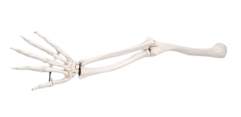 [S58915] Squelette du membre supérieur