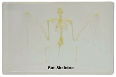 [S68293] Squelette en inclusion résine : Chauve-souris
