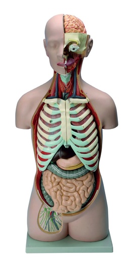 [020042-S01383] Torse/Tronc asexué 85 cm - 17 parties