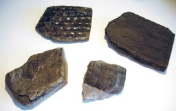 [S69732] VEGETAUX DU CARBONIFERES (4 moulages)