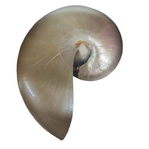 [S61800] Nautile actuel - coupe