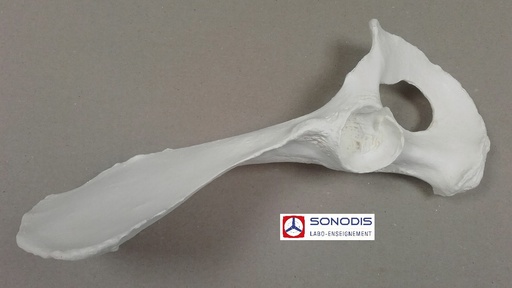 [S64448] Demi bassin de chimpanzé