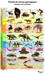 [053004-S66841] Affiche planche échelle des temps géologiques - Evolution des vertébrés 595X100 cm