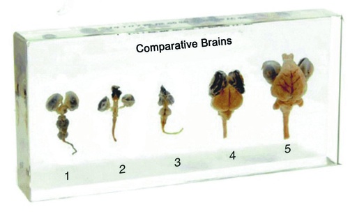 [028045-S68299] Organes comparés en inclusion résine - Cerveaux