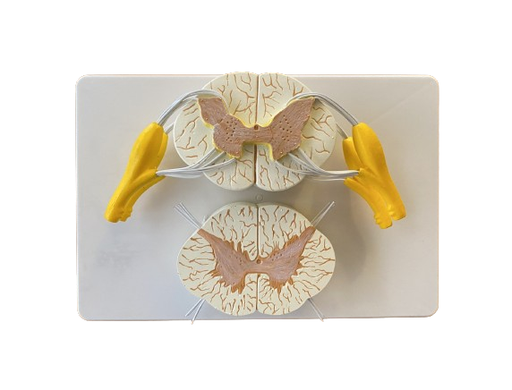 [S69745] Modele de l'arc reflexe/moelle epiniere + ganglions rachidien