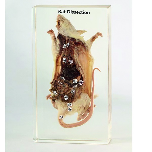 [028042-S68297] Rat disséqué en inclusion résine