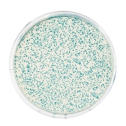 [S67629] Kit transformation d'escherichia coli avec PGAL