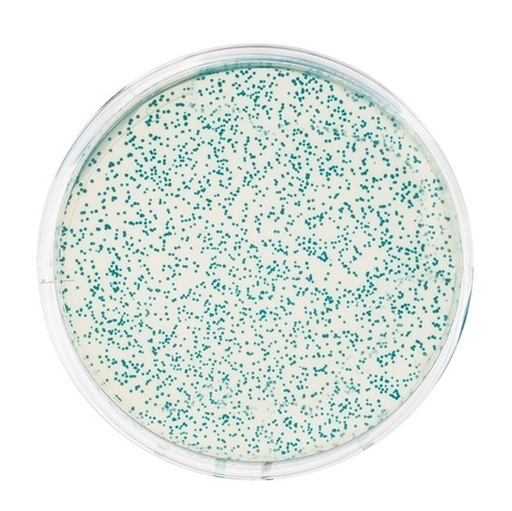 [S67629] Kit transformation d'escherichia coli avec PGAL