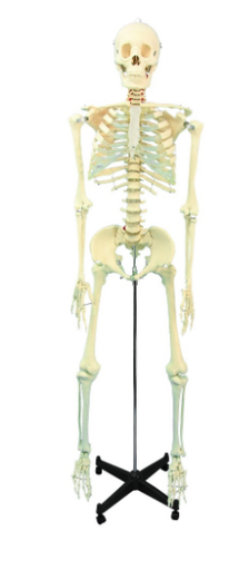 [020002-S61478] Squelette humain 1,68 m