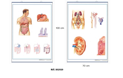 Anatomie - Affiche Planche recto verso 70x100 cm