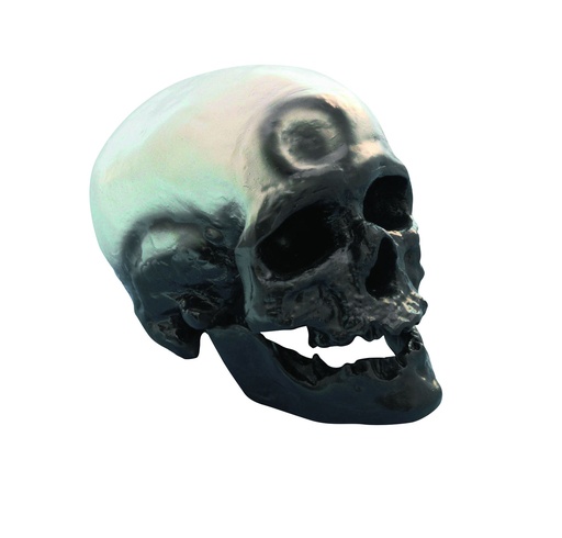 [020031-S03637] Modèle crâne lignée humaine - Cro-Magon