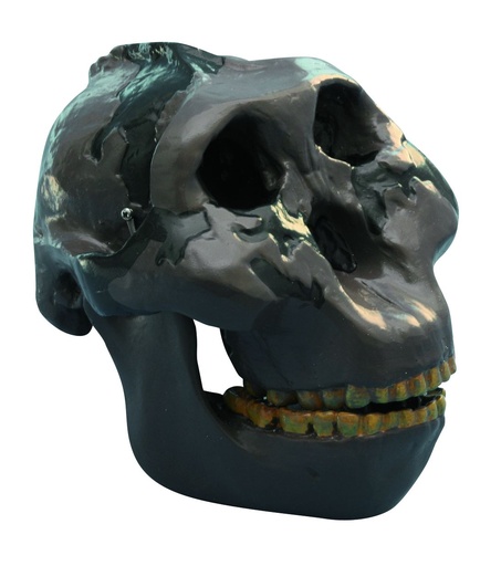 [#020027-S03639] Modèle crâne lignée humaine - Australopithecus boisei Oldoway