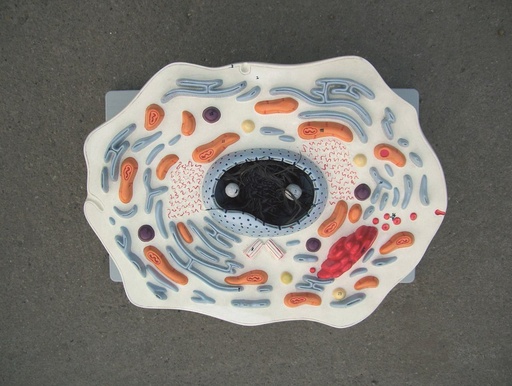 [020040-S03641] Modèle de cellule animale