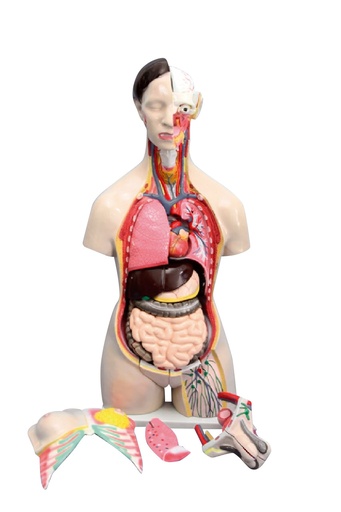 [020001-S03644] Tronc/Torse humain bisexué 24 parties - 85 cm